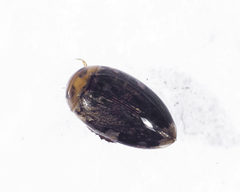 Laccophilus maculosus