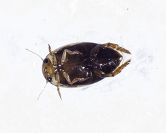 Laccophilus maculosus
