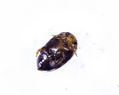 Laccophilus maculosus