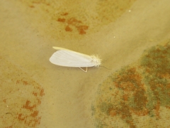 Rupela