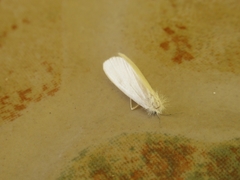 Rupela