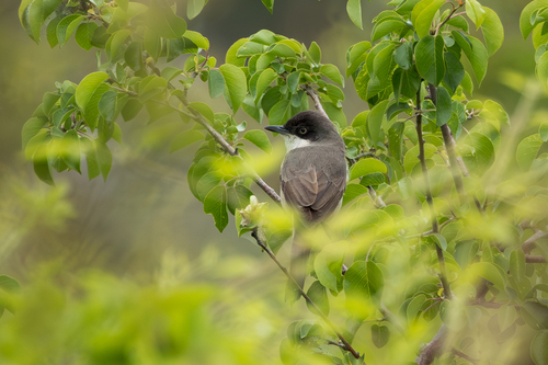 Curruca mirlona occidental (Curruca hortensis)