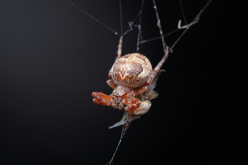 Ornamental Orbweaver