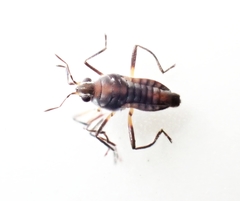 Microvelia pulchella