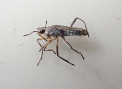 Microvelia pulchella