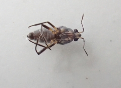 Microvelia pulchella