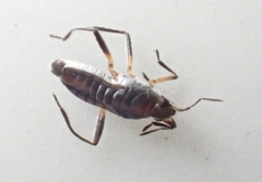 Microvelia pulchella