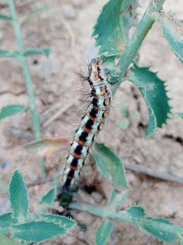 Oxicesta nervosa