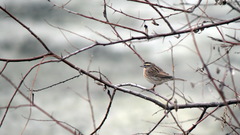 Prunella atrogularis