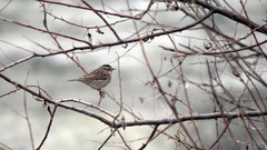 Prunella atrogularis