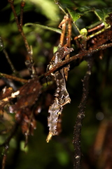 Uroplatus phantasticus