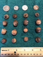 Quercus sinuata sinuata