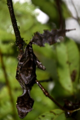 Uroplatus phantasticus