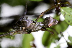Uroplatus phantasticus