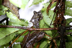 Uroplatus phantasticus