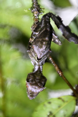 Uroplatus phantasticus