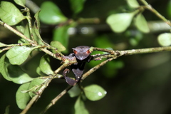 Uroplatus phantasticus