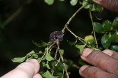Uroplatus phantasticus