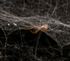 Prosoponoides sinense