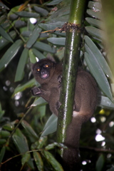 Prolemur simus