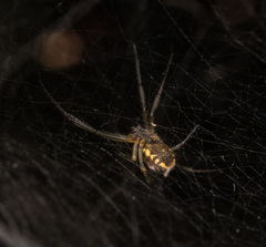 Prosoponoides sinense