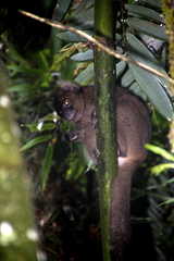 Prolemur simus