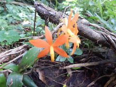Prosthechea vitellina
