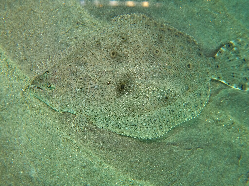 Dappled flounder (Paralichthys woolmani) — Paralichthyidae