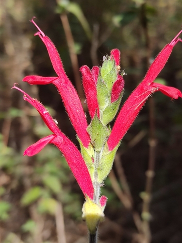 Pineapple sage (Salvia elegans)