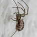 Linyphiinae - Photo (c) portioid,  זכויות יוצרים חלקיות (CC BY-SA), uploaded by portioid