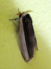 Truncaptera truncata