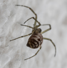 Prosoponoides sinense