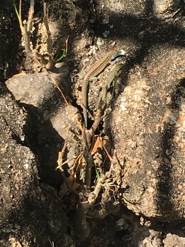 Rainbow Lizard