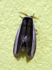 Truncaptera truncata