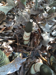 Phallus ravenelii