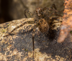 Pardosa sumatrana