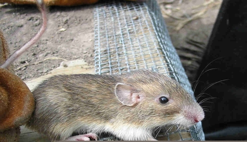 Heteromys irroratus