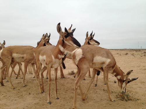Pronghorn, photo 6 of 7