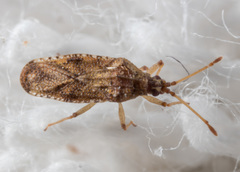 Trachypeplus chinensis