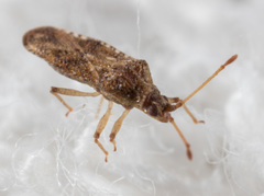 Trachypeplus chinensis