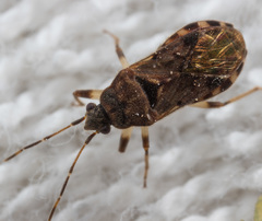 Trichodrymus pallipes