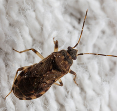 Trichodrymus pallipes