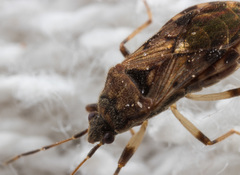Trichodrymus pallipes