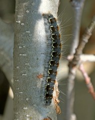 Eriogaster lanestris