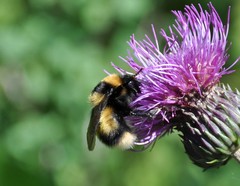 Bombus sporadicus