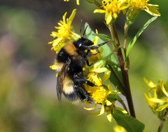 Bombus sporadicus