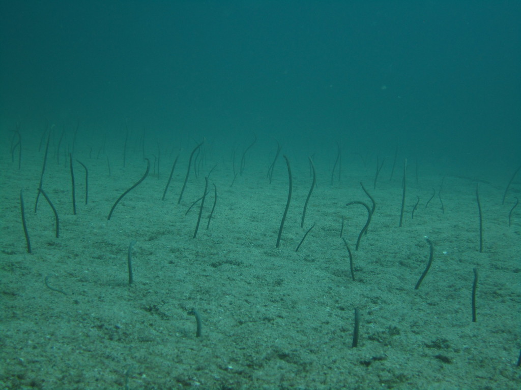 Cortez garden eel (Heteroconger canabus) — Congridae