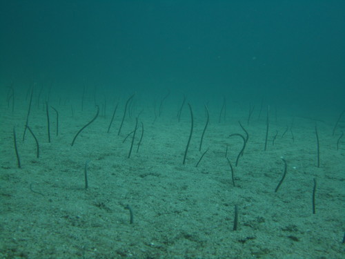 Cortez garden eel (Heteroconger canabus) — Congridae