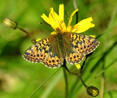 Boloria aquilonaris