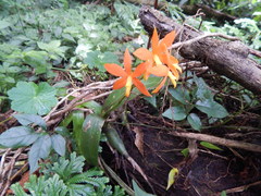 Prosthechea vitellina